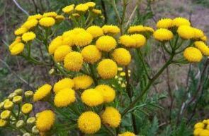 Feind aus Tansy