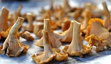 Pilze von Chanterellen, um Parasiten aus dem Körper zu entfernen