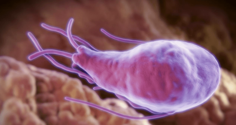 Alveococcus und Echinococcus