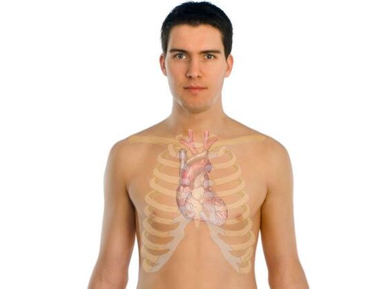 wie Parasiten menschliche Organe beeinflussen