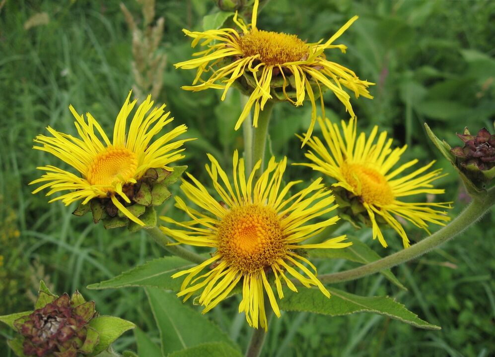 Hellenium gegen Parasiten