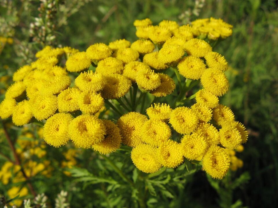 Rainfarn gegen Parasiten